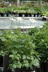 Anemone sylvestris — photo 3